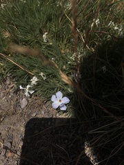 Phlox missoulensis