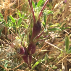 Lupinus microcarpus microcarpus