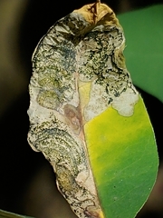 Leucoptera laburnella