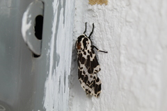 Hypercompe permaculata