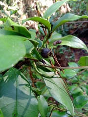 Myrceugenia planipes