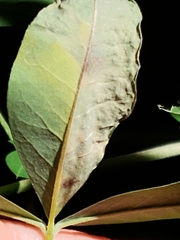 Leucoptera laburnella