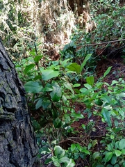 Myrceugenia planipes