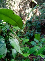 Myrceugenia planipes