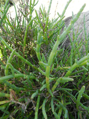 Arthroceras subterminale