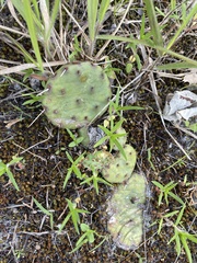 Opuntia cespitosa