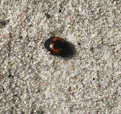 Spilodiscus arcuatus