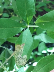 Leucoptera laburnella