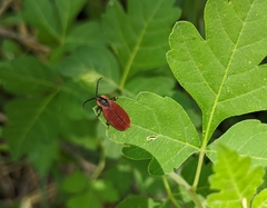 Lycus sanguinipennis