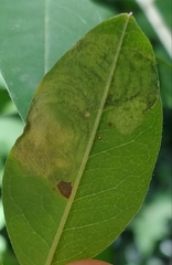 Leucoptera laburnella