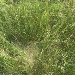Carex brevior