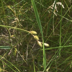 Carex brevior