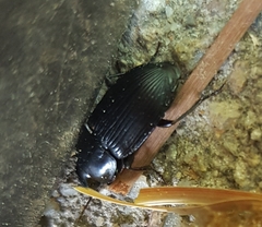 Harpalus caliginosus