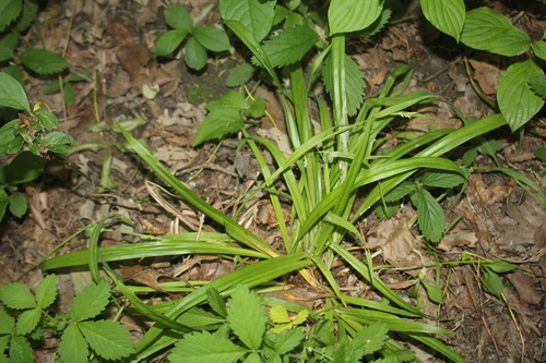 Image of Nerveless Woodland Sedge (Carex leptonervia) by (c) Quinten Wiegersma, some rights reserved (CC BY)