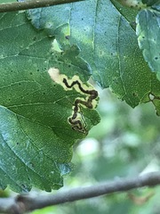 Stigmella multispicata