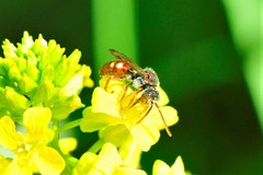 Nomada cuneata