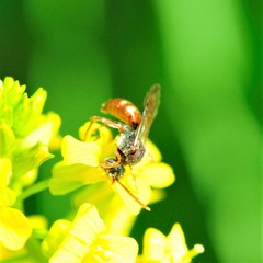 Nomada cuneata