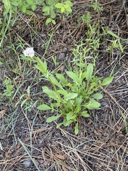 Valeriana californica