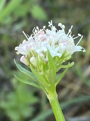 Valeriana californica