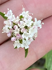 Valeriana californica