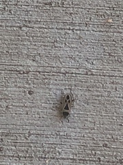 Xanthochilus saturnius
