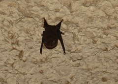 Peropteryx macrotis