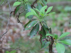 Diaporthe kalmiae