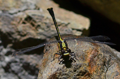 Octogomphus specularis