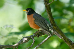 Turdus migratorius