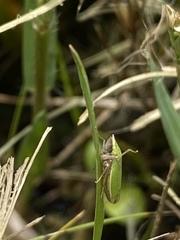 Draeculacephala minerva