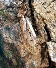 Semioscopis aurorella