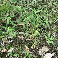 Carex debilis rudgei