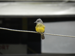 Tyrannus melancholicus