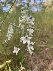 Delphinium leucophaeum