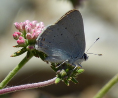 Satyrium sylvinus dryope
