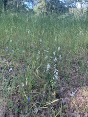 Delphinium leucophaeum