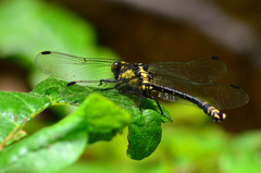 Octogomphus specularis