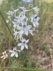 Delphinium leucophaeum