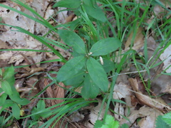 Lysimachia quadrifolia