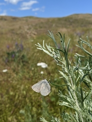 Satyrium semiluna