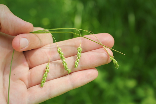 Image of Carex formosa by (c) Quinten Wiegersma, some rights reserved (CC BY)