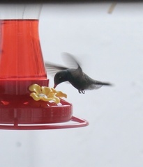 Cynanthus latirostris