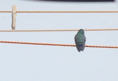 Cynanthus latirostris