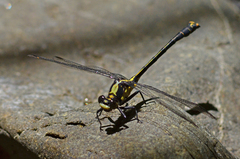 Octogomphus specularis