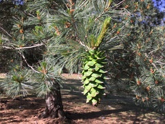Pinus stylesii