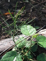 Allocasuarina torulosa