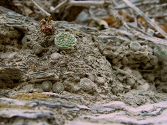 Strombocactus disciformis disciformis