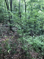 Buckleya distichophylla