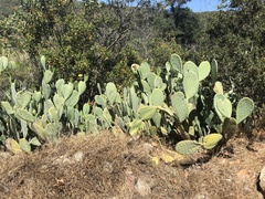 Opuntia × occidentalis