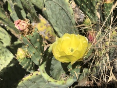 Opuntia × occidentalis
